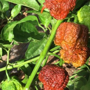 Ghost Pepper