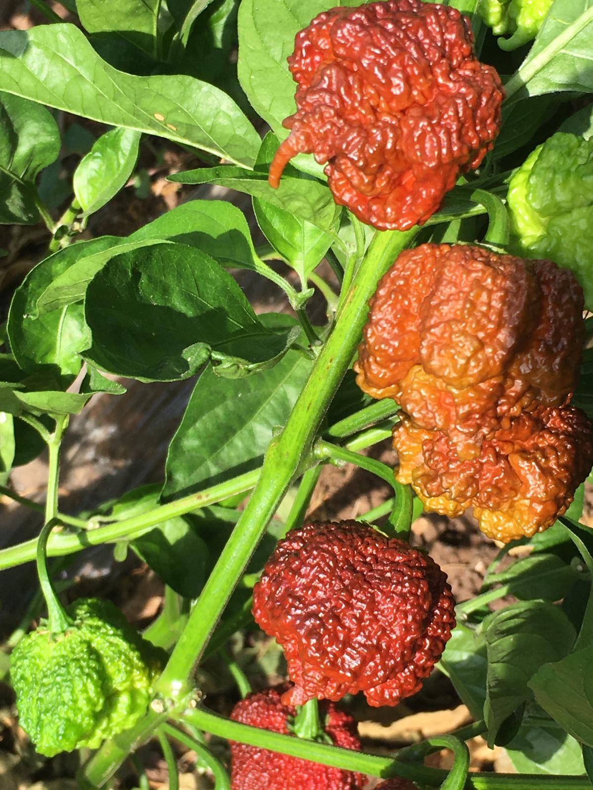 Ghost Pepper