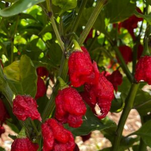 Ghost Pepper
