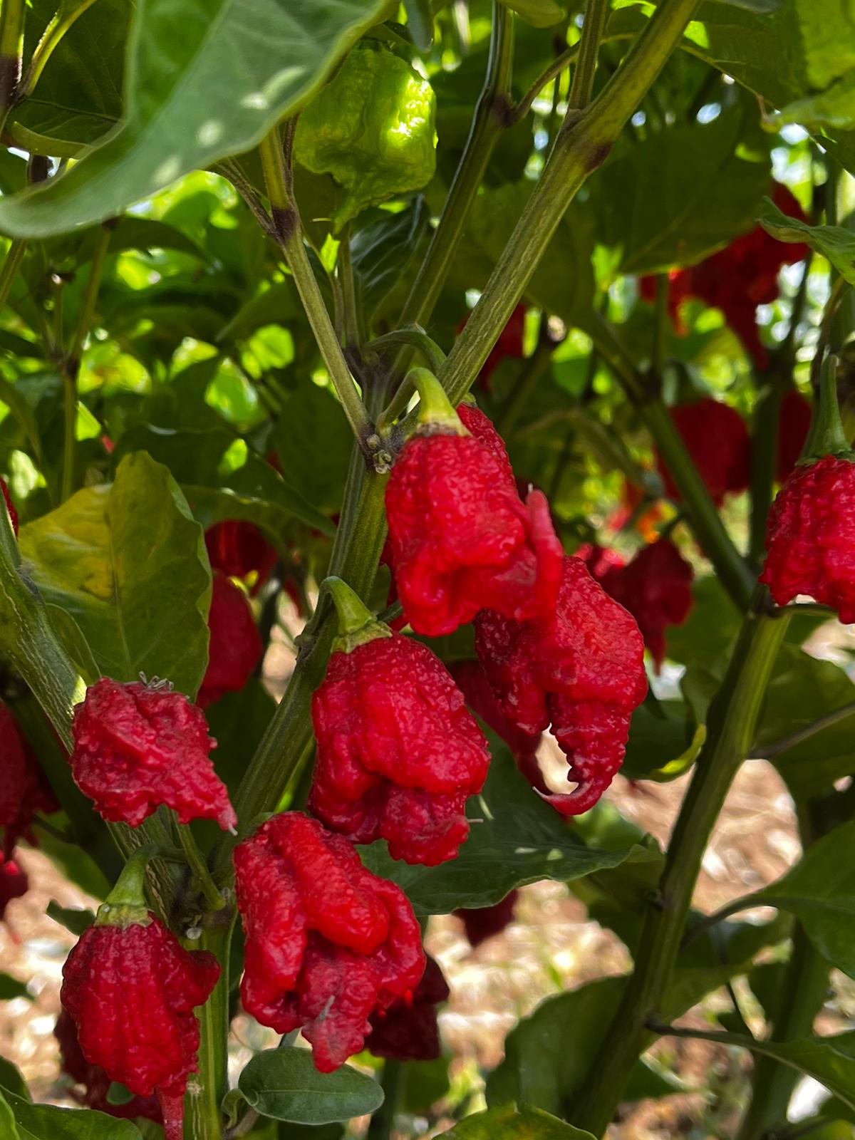 Ghost Pepper
